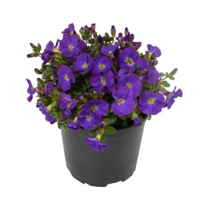 Blaukissen "Purple" Lila Topf-Ø ca. 11 cm Aubrieta gracilis