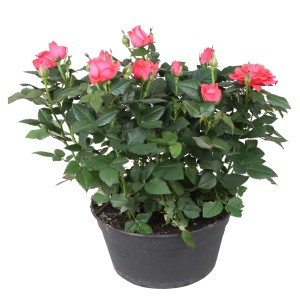 Rosa Schale 'Favourite' mit pinkfarbenen Blüten im Topf, ca. 30-50 cm hoch.