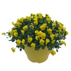 Gelber Hornveilchen-Mix im Kübel, ca. 20-30 cm hoch. Blühende Kübelpflanze für Balkon und Garten.