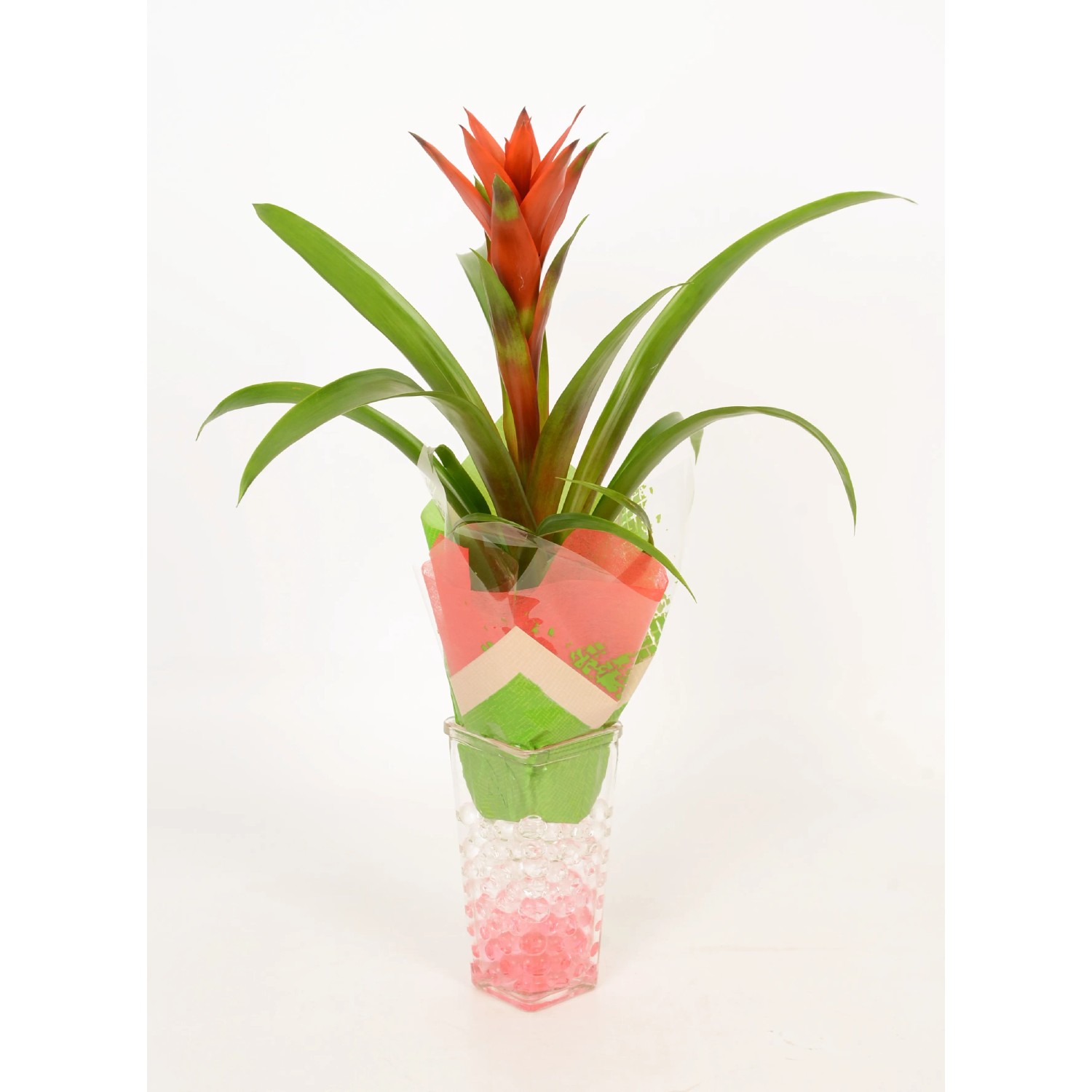 moosstab efeutute Epipremnum amplissimum