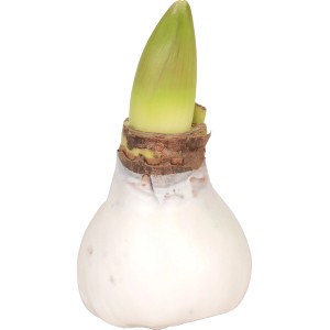 Ritterstern Zwiebel in weißem Wachs, mit grünem Trieb. Dekorative Blühpflanze für den Winter.