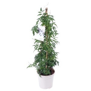 Zimmer-Jasmin Pyramide im weißen Topf, ca. 60-70 cm hoch. Kübelpflanze mit Rankhilfe.