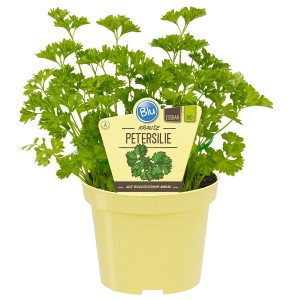 Blu Bio-Petersilie Krause im Topf, grüne, krause Blätter. Ideal zum Würzen und Dekorieren.