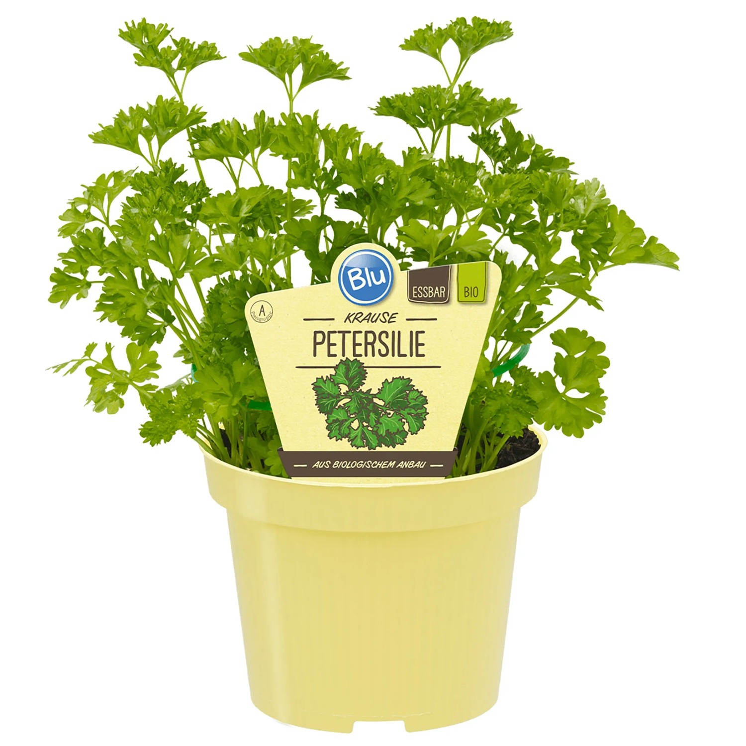 Blu Bio-Petersilie Krause im Topf, grüne, krause Blätter. Ideal zum Würzen und Dekorieren.