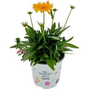 Mädchenauge 'Summer Survivors' im 12 cm Topf, gelbe Sommerpflanze für Garten und Balkon.