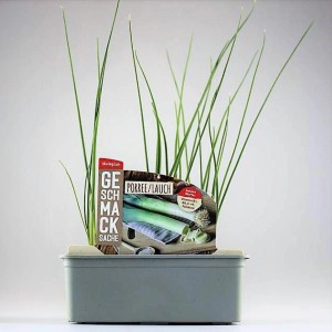 Porree (Lauch) in 6er Schale, junges Gemüse im Anzuchttopf.