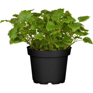 OBI Bio-Zitronenmelisse im Topf (ca. 12 cm Ø). Aromatische Kräuter für Tee und Deko.