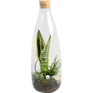 Sansevieria-Arrangement im Glasgefäß, Topf ca. 15cm. Bogenhanf, Farn und Schönpolster im Dekoglas.