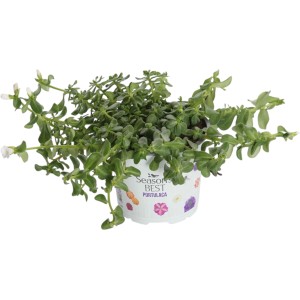 Portulakröschen 'Summer Survivors' im Topf, eine farbenfrohe Sommerpflanze für sonnige Standorte.