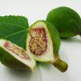 Frische, grüne Echte Feige, halbiert, mit Blatt im Topf (ca. 12 cm Ø).
