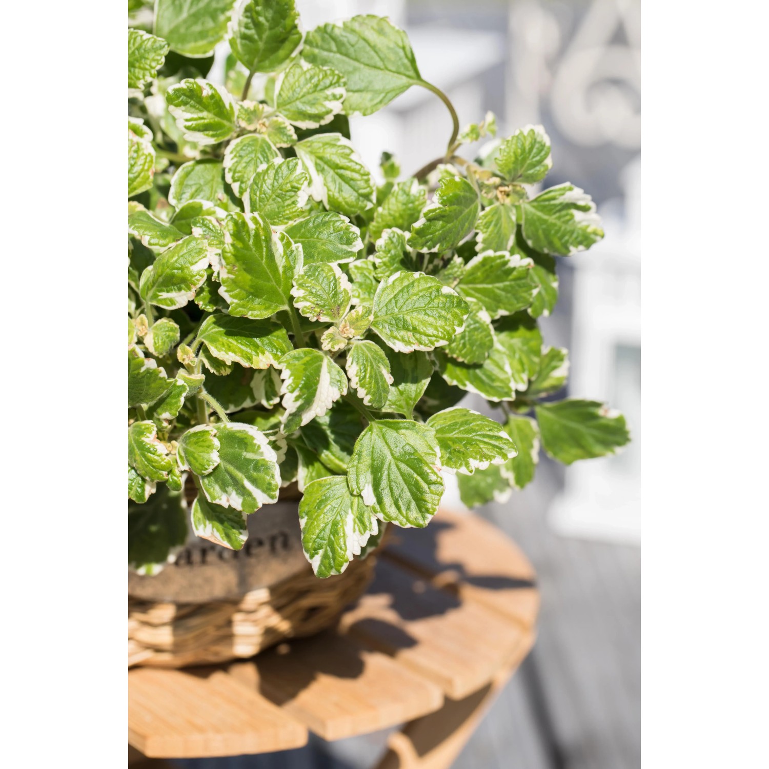 compo blaukorn classic dosierung rasen Volldünger Blaukorn Classic 8-8-8 – TerraDomi Onlineshop