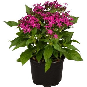 Fünfstrahlstrauch (Pentas lanceolata) im Topf, pinke Blüten und grüne Blätter.