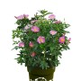 OBI Strauchrose Rosy Boom® Wildlife Rosa im Topf, ca. 20-30 cm hoch. Beetrose mit pinkfarbenen Blüten.