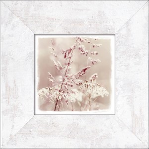 Bild mit Rahmen Cabbage III 34 cm x 34 cm