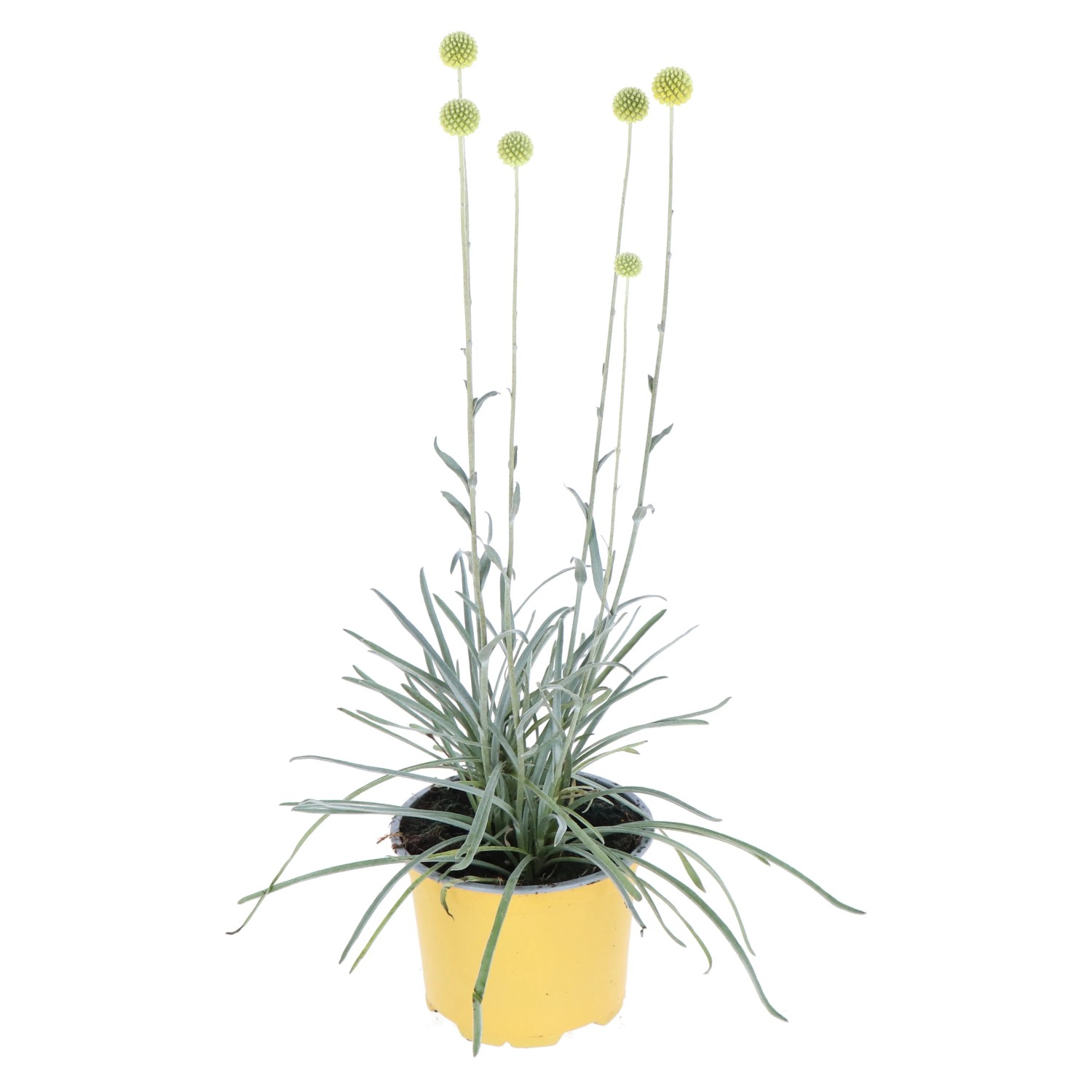 Trommelstöckchen Golf Beauty Topf ca. 2,0 l Craspedia globosa kaufen bei OBI