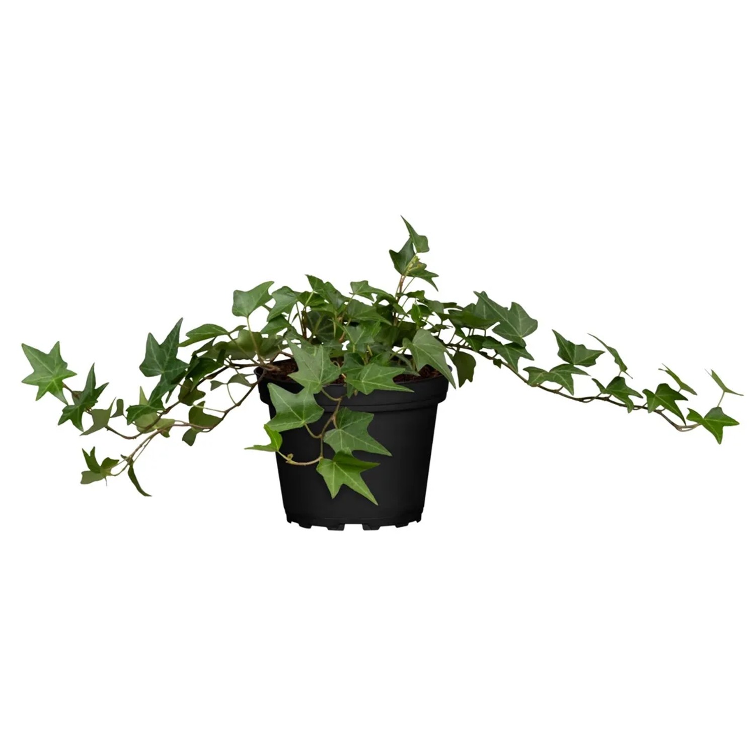 Efeu (Hedera Helix) kaufen bei OBI