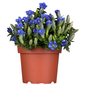 Garten-Enzian im Topf, blau-weiße Blüten. Blühende Pflanze für sonnige bis halbschattige Standorte.