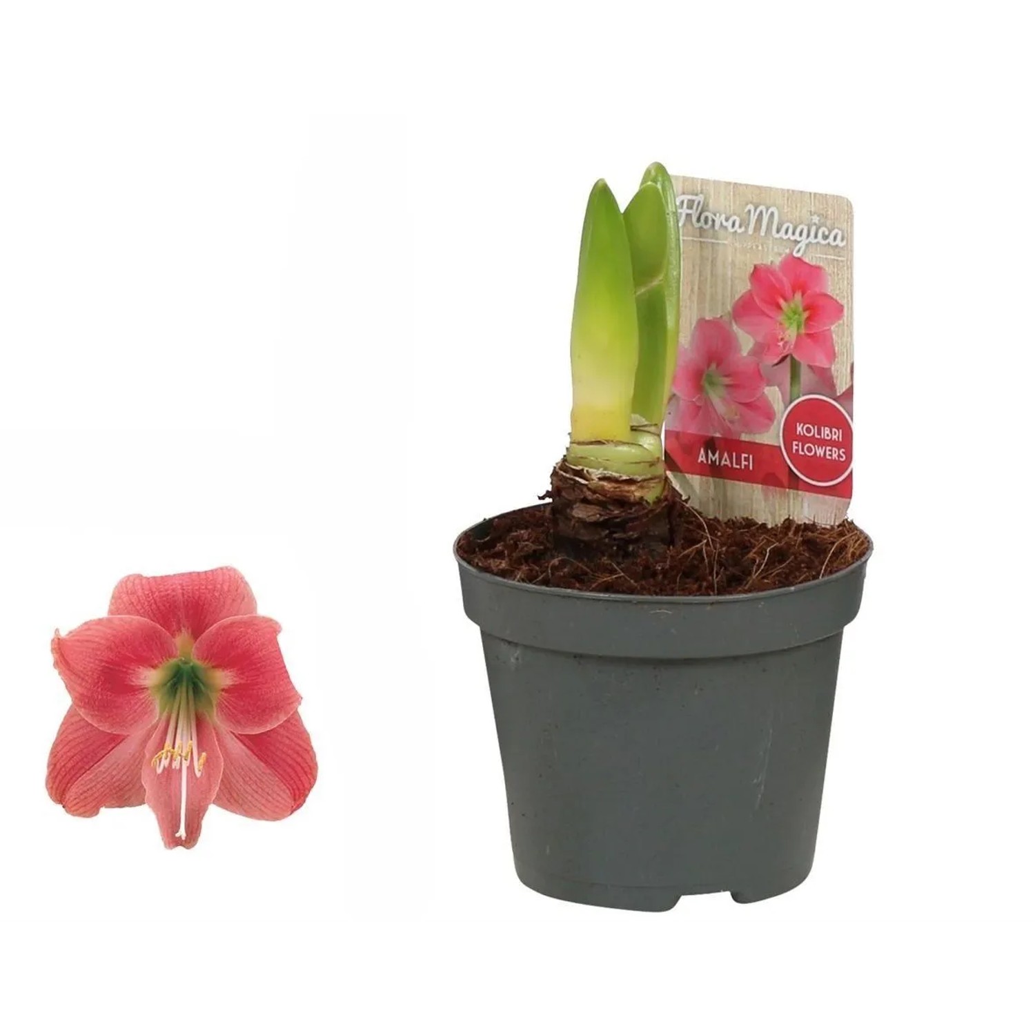 Amaryllis Rosa Topf- ca. 9 cm Hippeastrum kaufen bei OBI