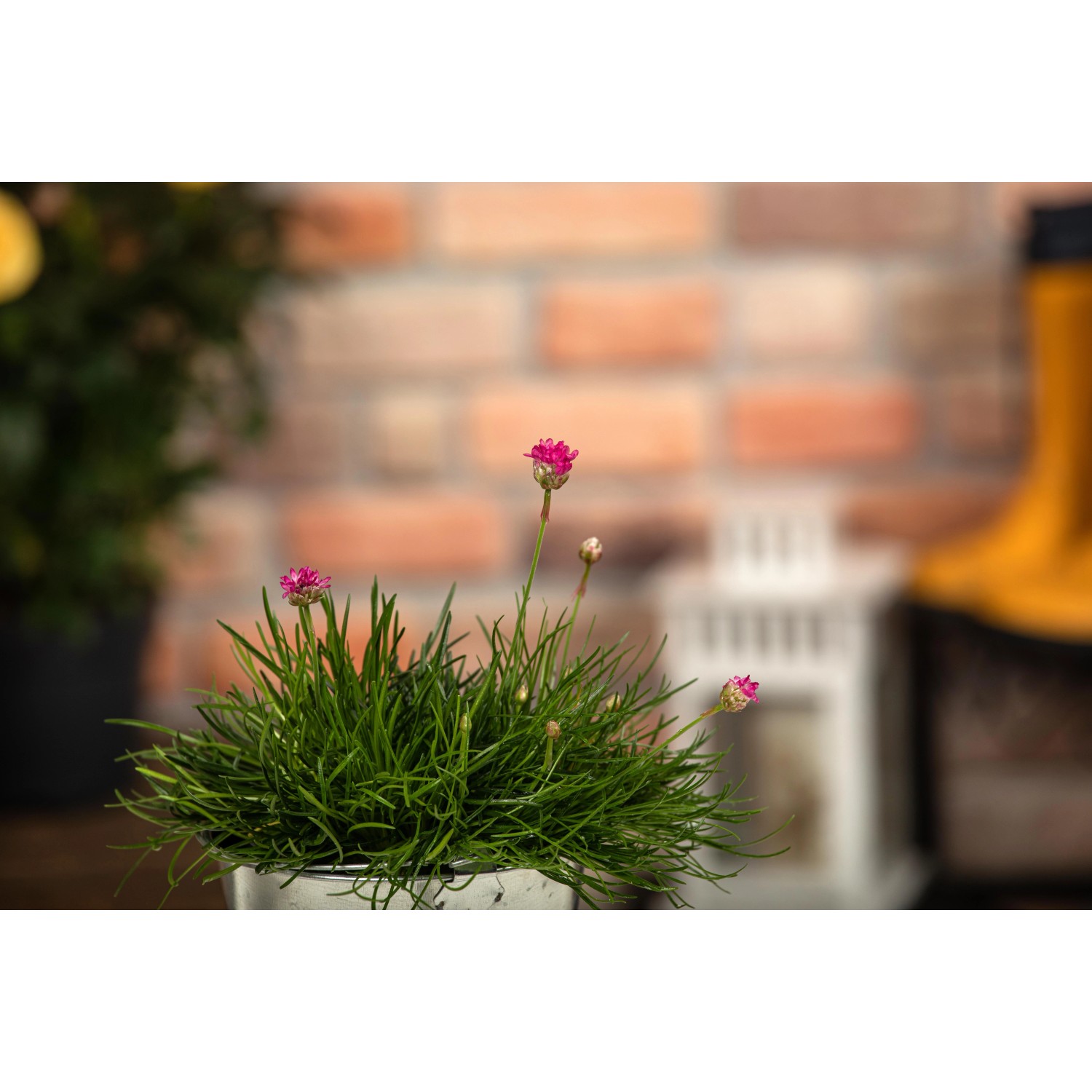 GROW by OBI Strand-Grasnelke Rot im Topf, ca. 9 cm. Blühende Armeria maritima für den Steingarten.