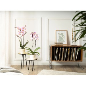 Zwei GROW by OBI Schmetterlingsorchideen Beaumont mit rosa Blüten auf Beistelltischen.