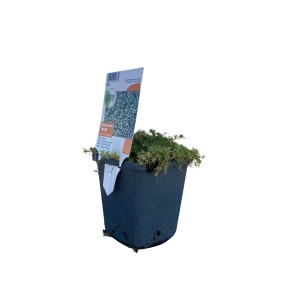 GROW by OBI Sternmoos Weiß Topf-Ø ca. 9 cm x 9 cm Sagina