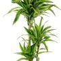 Drachenbaum (Dracaena) im Topf, grüne Blätter mit hellen Streifen, ca. 19 cm Topf-Ø.