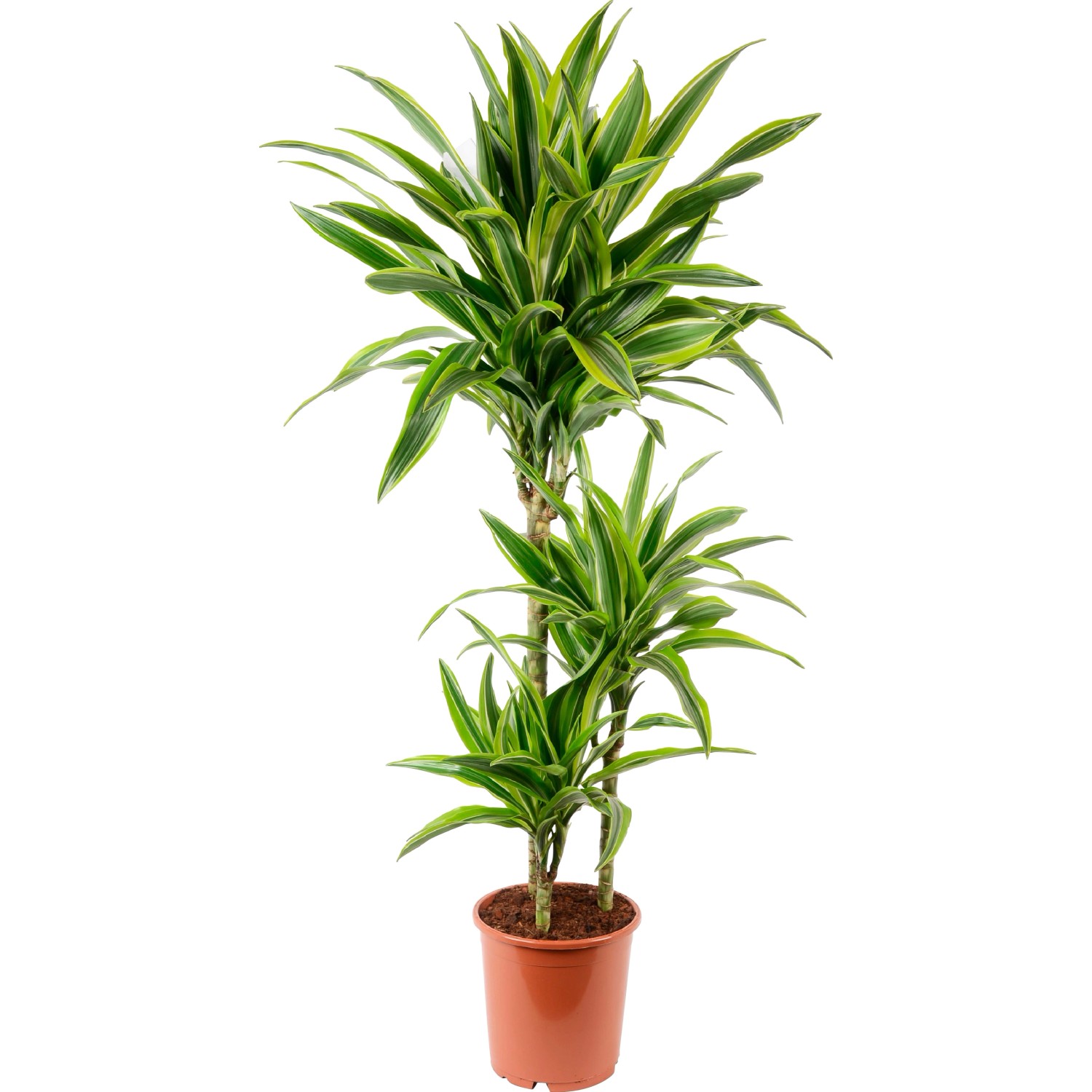 Drachenbaum (Dracaena) im Topf, grüne Blätter mit hellen Streifen, ca. 19 cm Topf-Ø.
