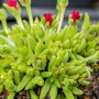 Mittagsblume 'Jewel' mit roten Blütenknospen im Topf, eine dekorative Blühpflanze für den Garten.