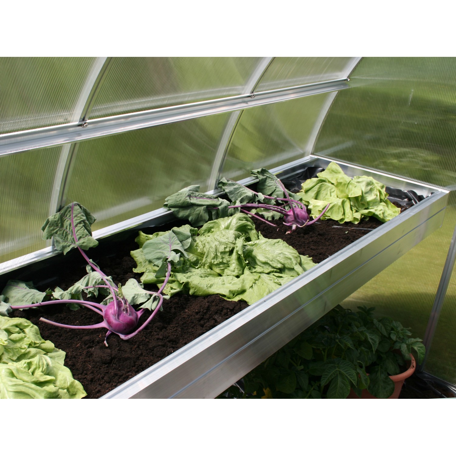 KGT Pflanzwanne Linea I Alu blank, 63,5 cm tief, mit Bepflanzung im Gewächshaus.