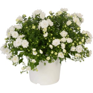 Glockenblume Like Mee Weiß im Topf, üppige Blütenpracht für Beet und Balkon.