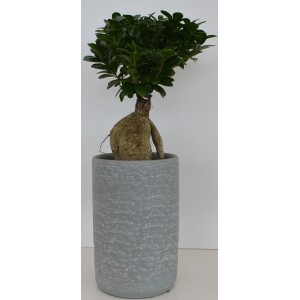 Bonsai Ficus in grauer Keramikvase, Topf ca. 21cm Ø. Dekorative Zimmerpflanze.