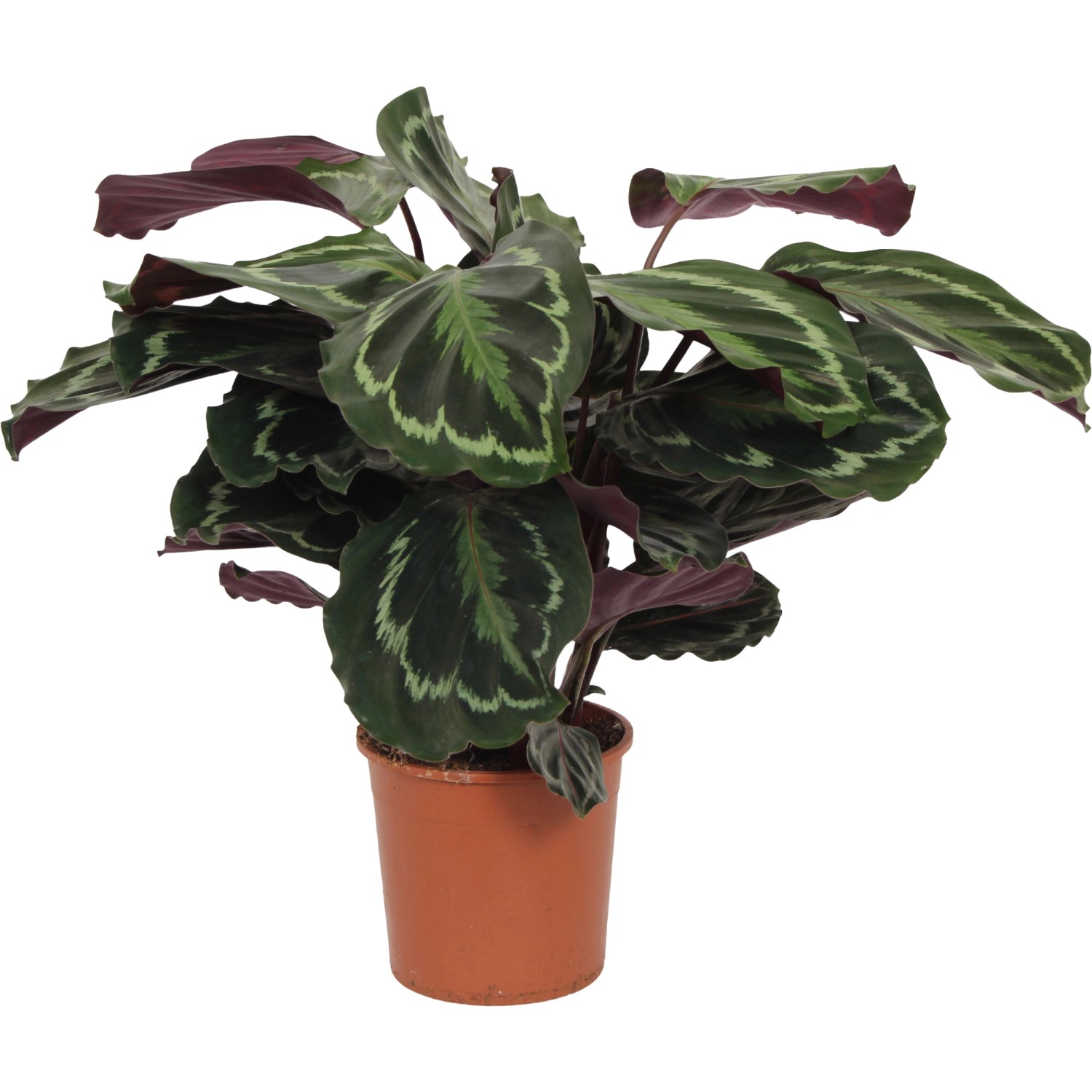 marginata pflege Dracaena Marginata verzweigt | 130cm