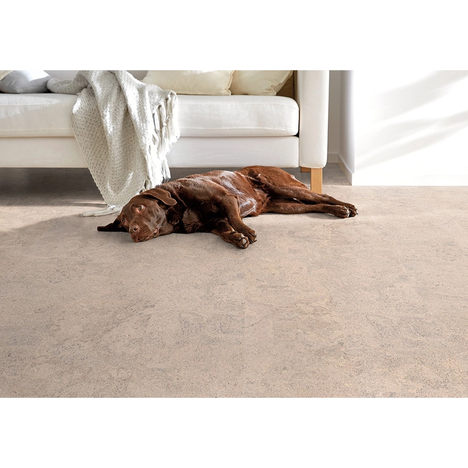 Corklife Korkfertigparkett Abrantes weiß-creme, lackiert, mit braunem Labrador auf dem Boden.