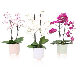 Schmetterlingsorchidee in Farben im Keramik-Gefäß Topf-Ø ca. 12 cm