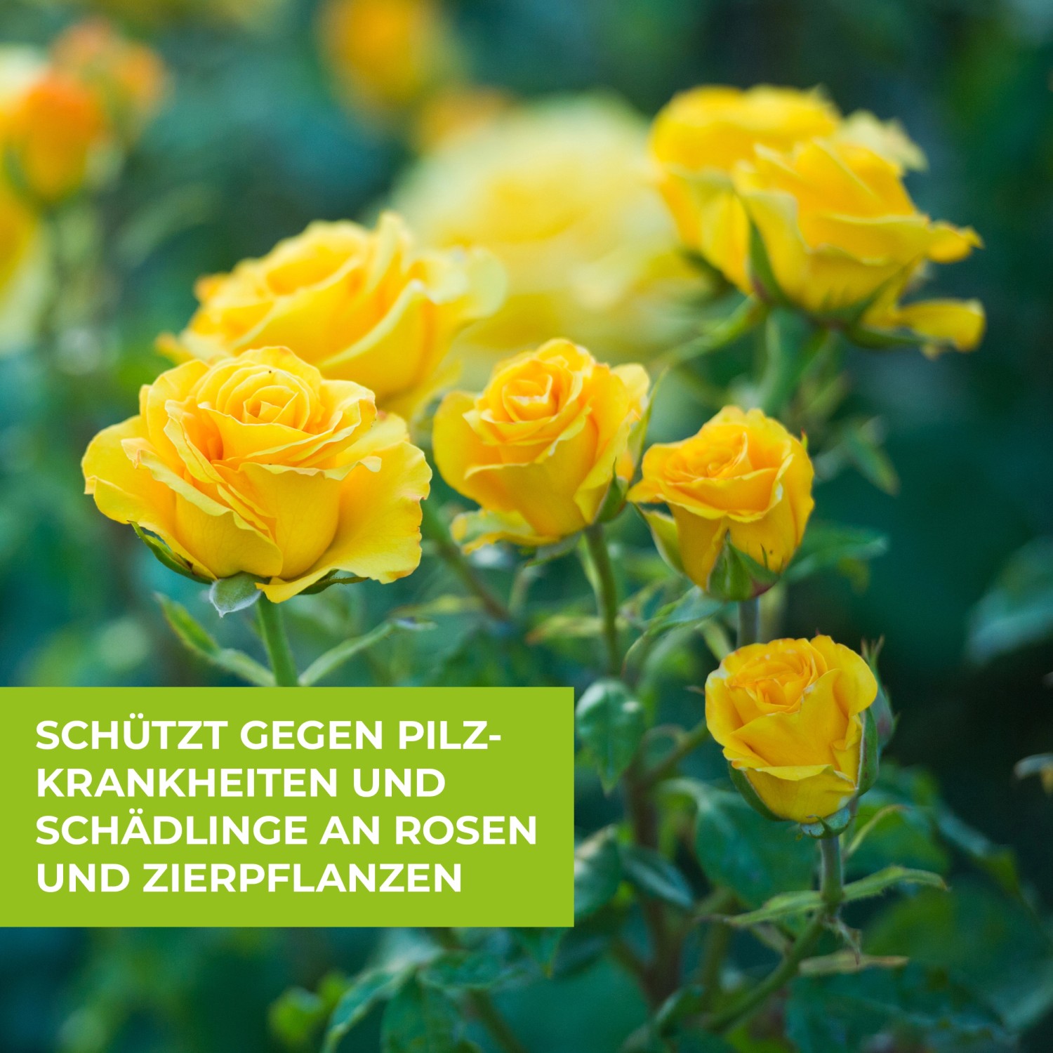 Gelbe Rosenblüten, geschützt durch Protect Garden Rosen Kombi-Set gegen Pilze und Schädlinge.