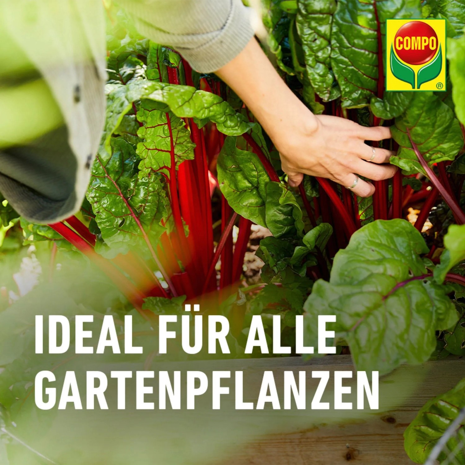 welcher dünger für granatapfelbaum Purgrün Bio-Granatapfel-Dünger 1 kg main image 1