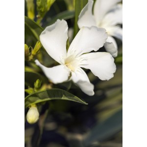 Nahaufnahme einer weißen Oleanderblüte (Nerium oleander) der Sorte 'XXL Stamm' von GROW by OBI.