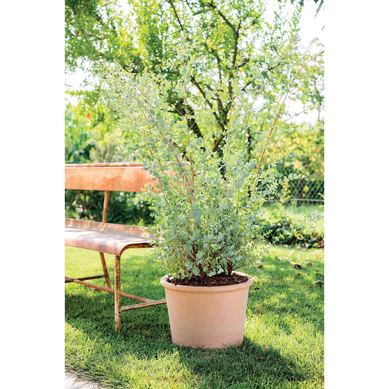 Deroma Pflanztopf Zylinder Bordato, 23 cm, weiß, aus Terrakotta, mit Pflanze im Garten.