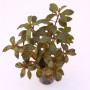 Dennerle Plants Aquariumpflanze Ludwigia Repens Rubin mit grün-roten Blättern.