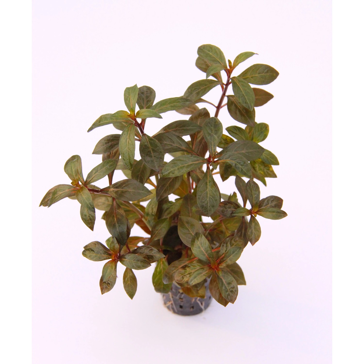 Dennerle Plants Aquariumpflanze Ludwigia Repens Rubin mit grün-roten Blättern.