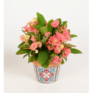 Christusdorn im bunten Topf (Ø 6cm) als Zimmerpflanze für Innen.