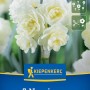 Kiepenkerl Poetaz Narzisse Cheerfulness Blumenzwiebeln. Packung mit weißen, gefüllten Blüten für Garten & Kübel.