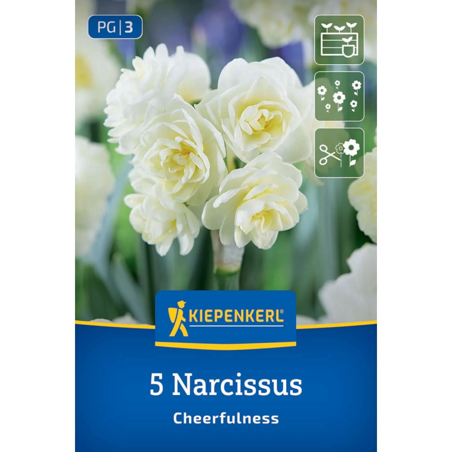 Kiepenkerl Poetaz Narzisse Cheerfulness Blumenzwiebeln. Packung mit weißen, gefüllten Blüten für Garten & Kübel.