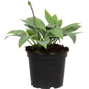 Blau-graue Funkie (Hosta) im Topf, ca. 17 cm Durchmesser. Dekorative Garten- und Terrassenpflanze.