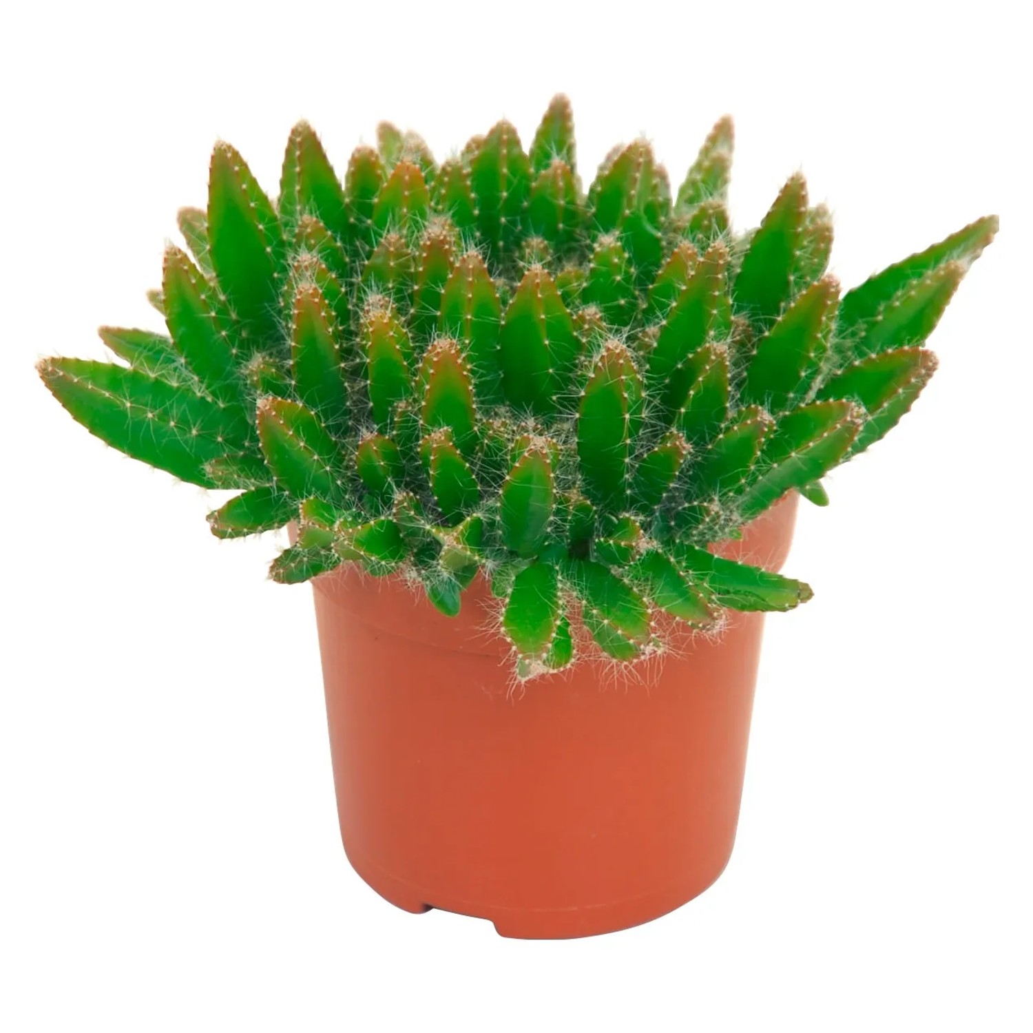 Drachenfrucht Topf- ca. 10,5 cm kaufen bei OBI