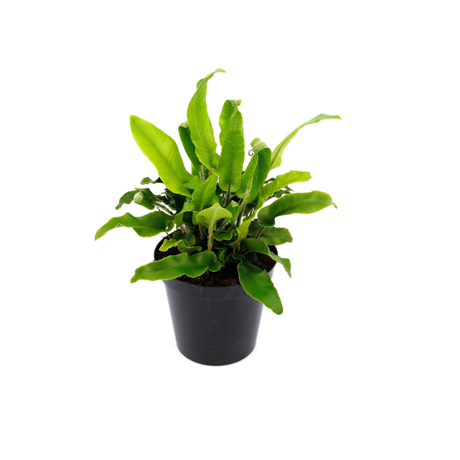 gummibaum draußen halten Gummibaum kaufen | Ficus elastica 'Robusta' main image 0
