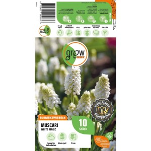 GROW by OBI Traubenhyazinthe White Magic Weiß 10 Stück Muscari White Magic