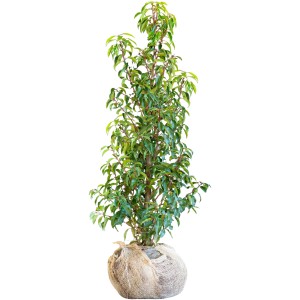 Kirschlorbeer "Angustifolia" Set à 10 Stück Höhe ca. 125-150cm Prunus lusitanica