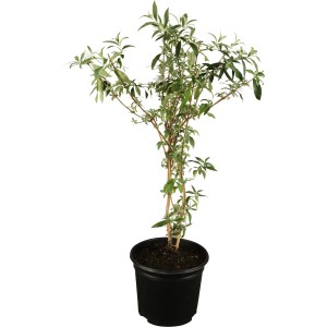 Sommerflieder "Miss Ruby" Rot Höhe ca. 40 - 60 cm Topf ca. 5 l Buddleia