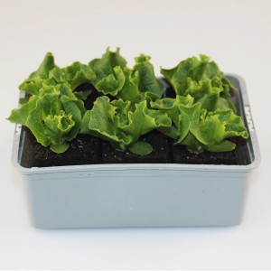 GROW by OBI Pflücksalat Lollo Bionda in 6er Schale, grüne Salatpflanzen in Anzuchtschale.